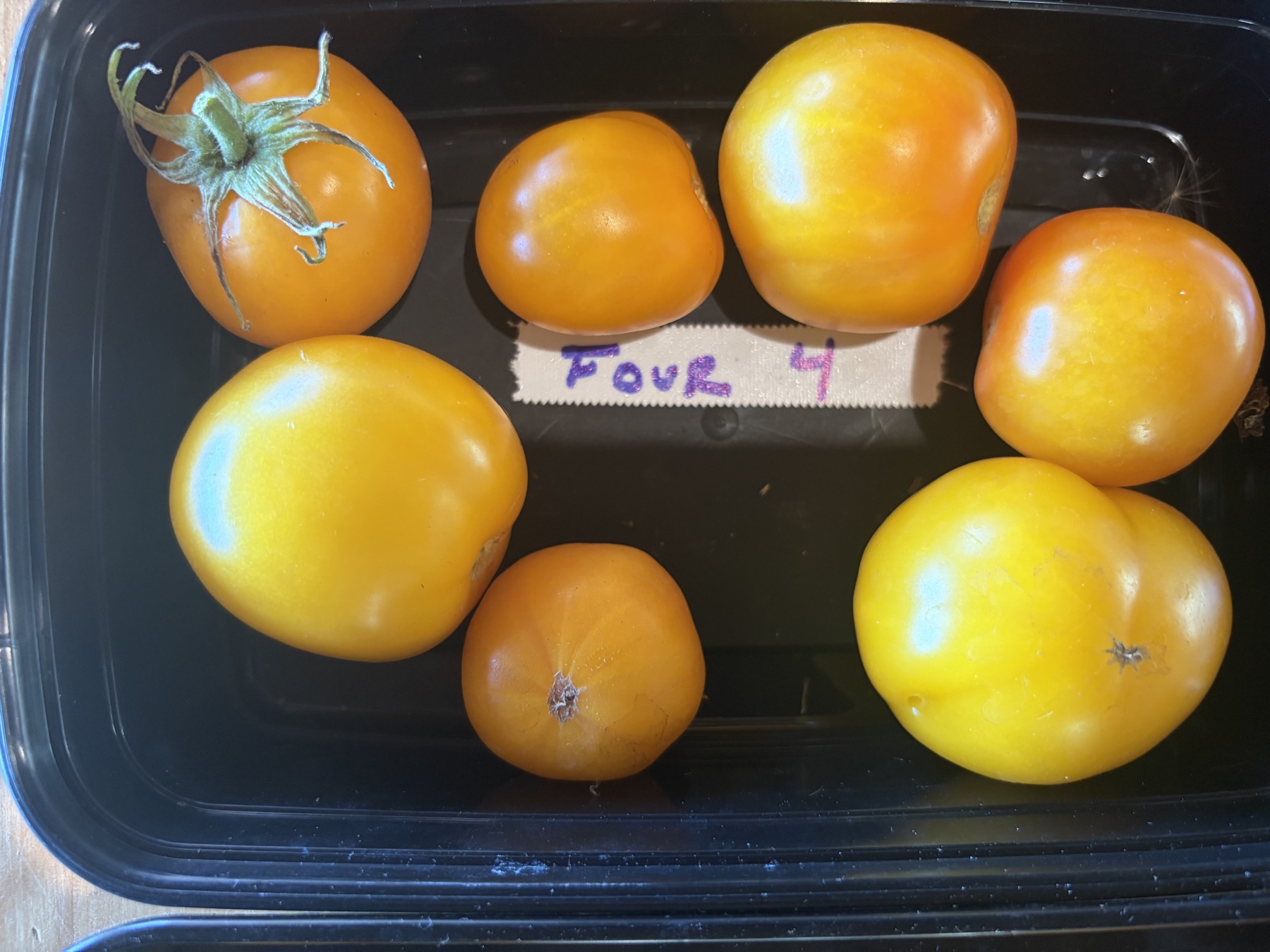 Smooth yellow and orange Taxi tomatoes in a black tray