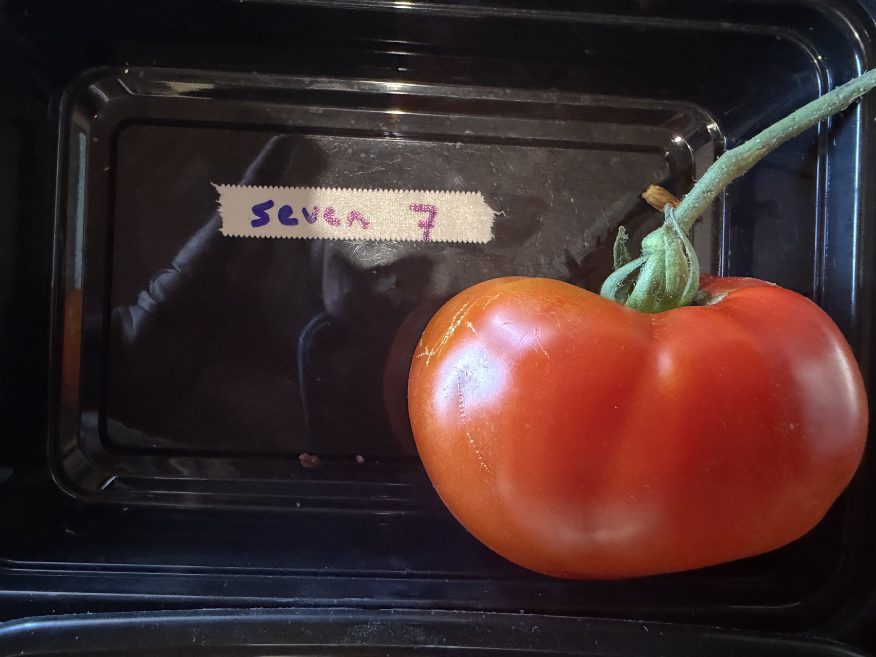A large ripe red Sunset's Red Horizon tomato