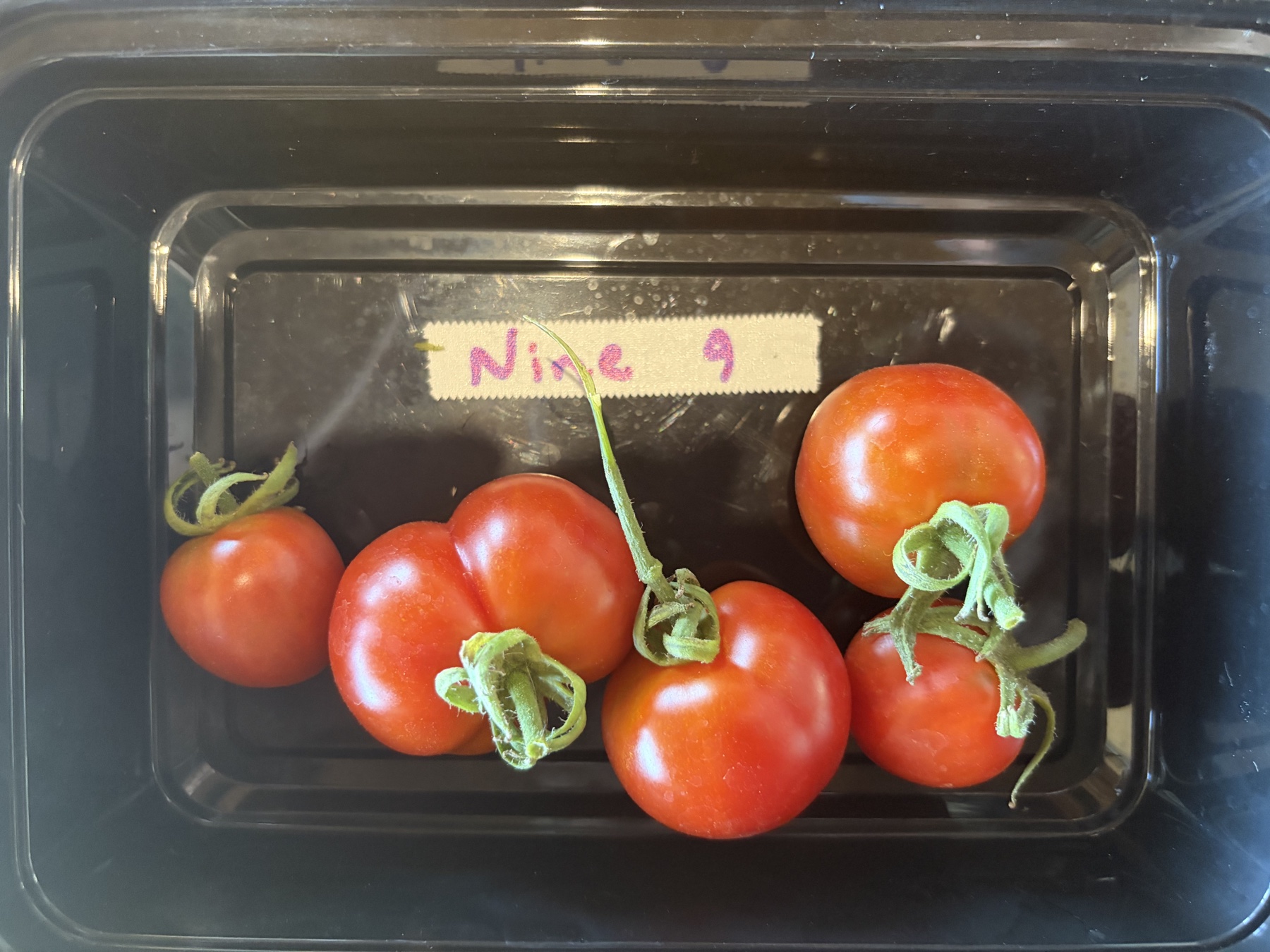 Ripe red Sasha Altai tomatoes with rounded and lightly lobed shapes